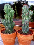 Cereus  peruvianus  monstruosus 